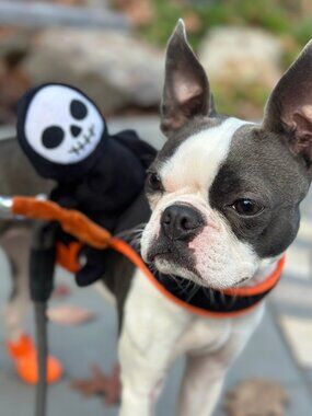 FuzzYard Grim Reaper Rider Dog Costume Scythe Halloween Harness M